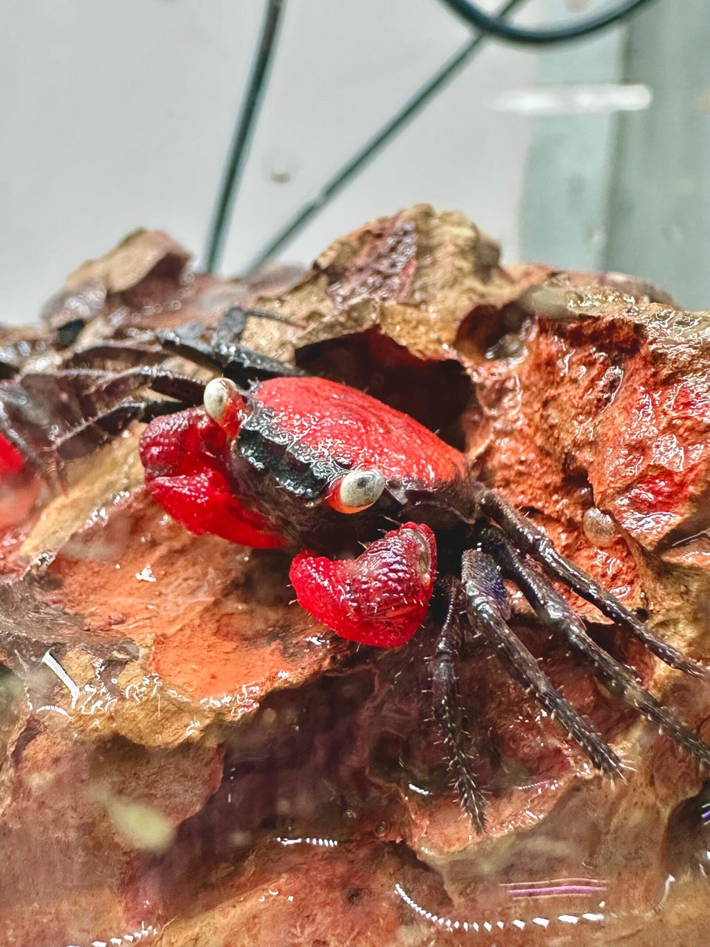 Red tomato crab