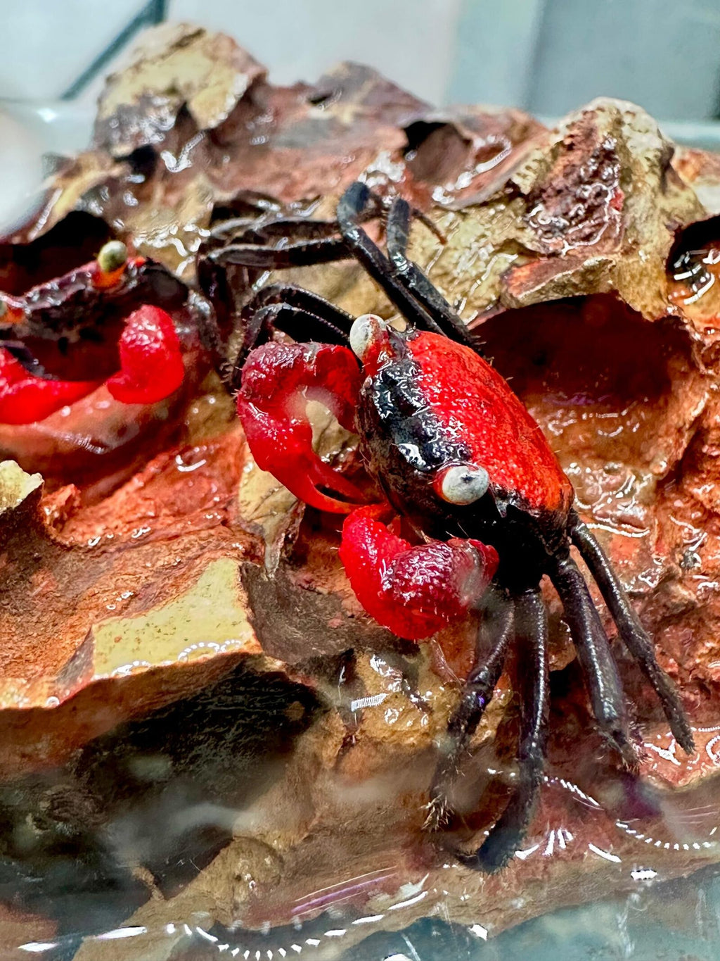 Red tomato crab