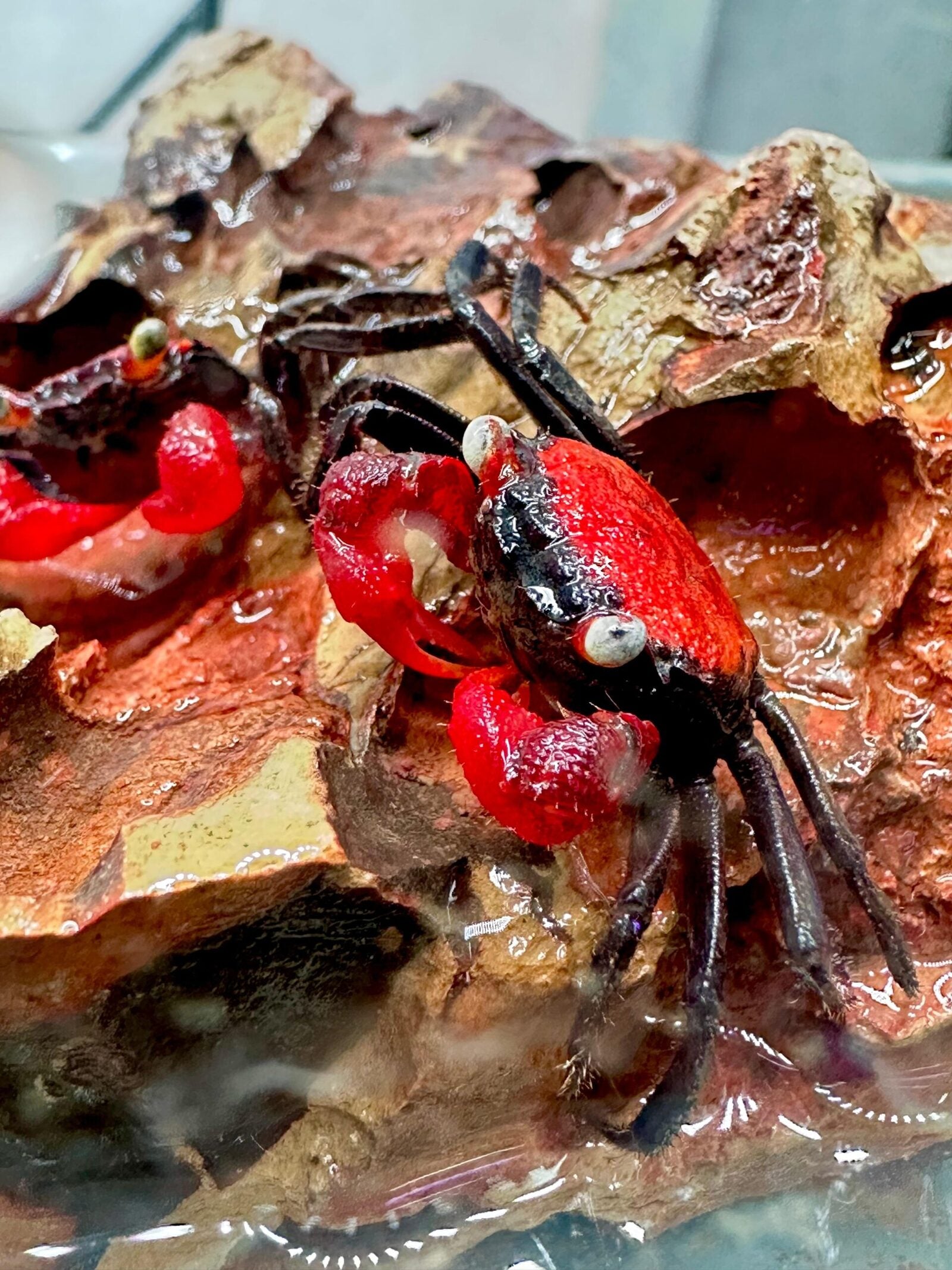 Red tomato crab