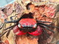 Red tomato crab