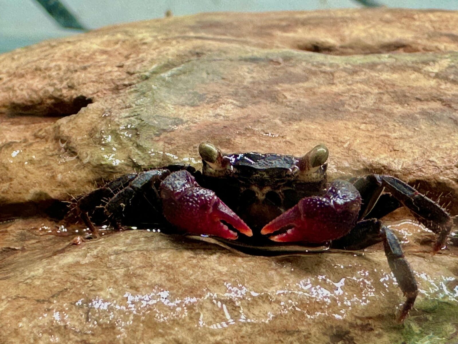 Purple arm crab