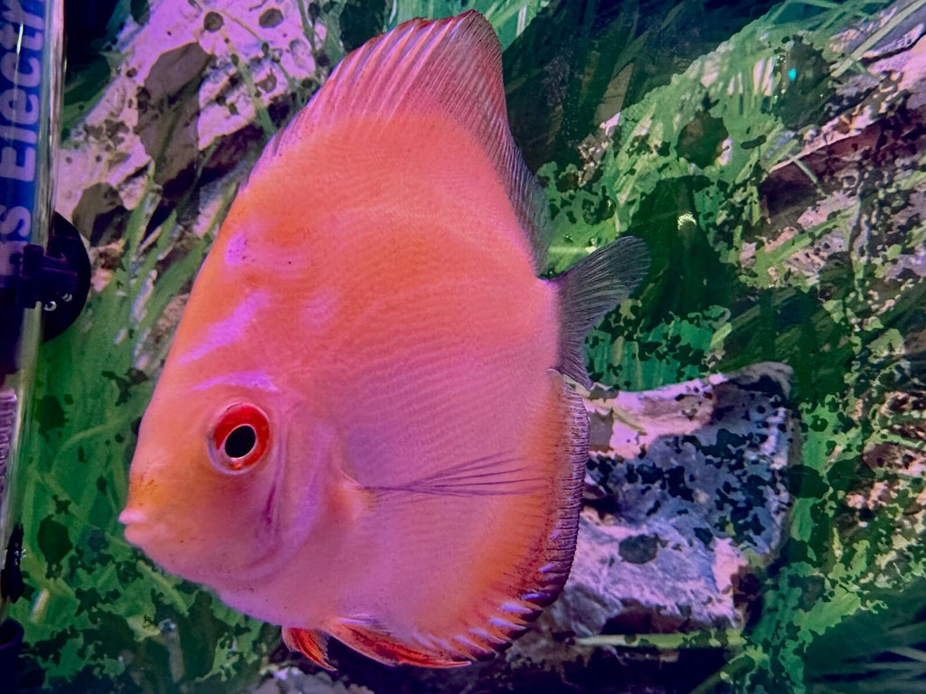 Yellowcrystaldiscus