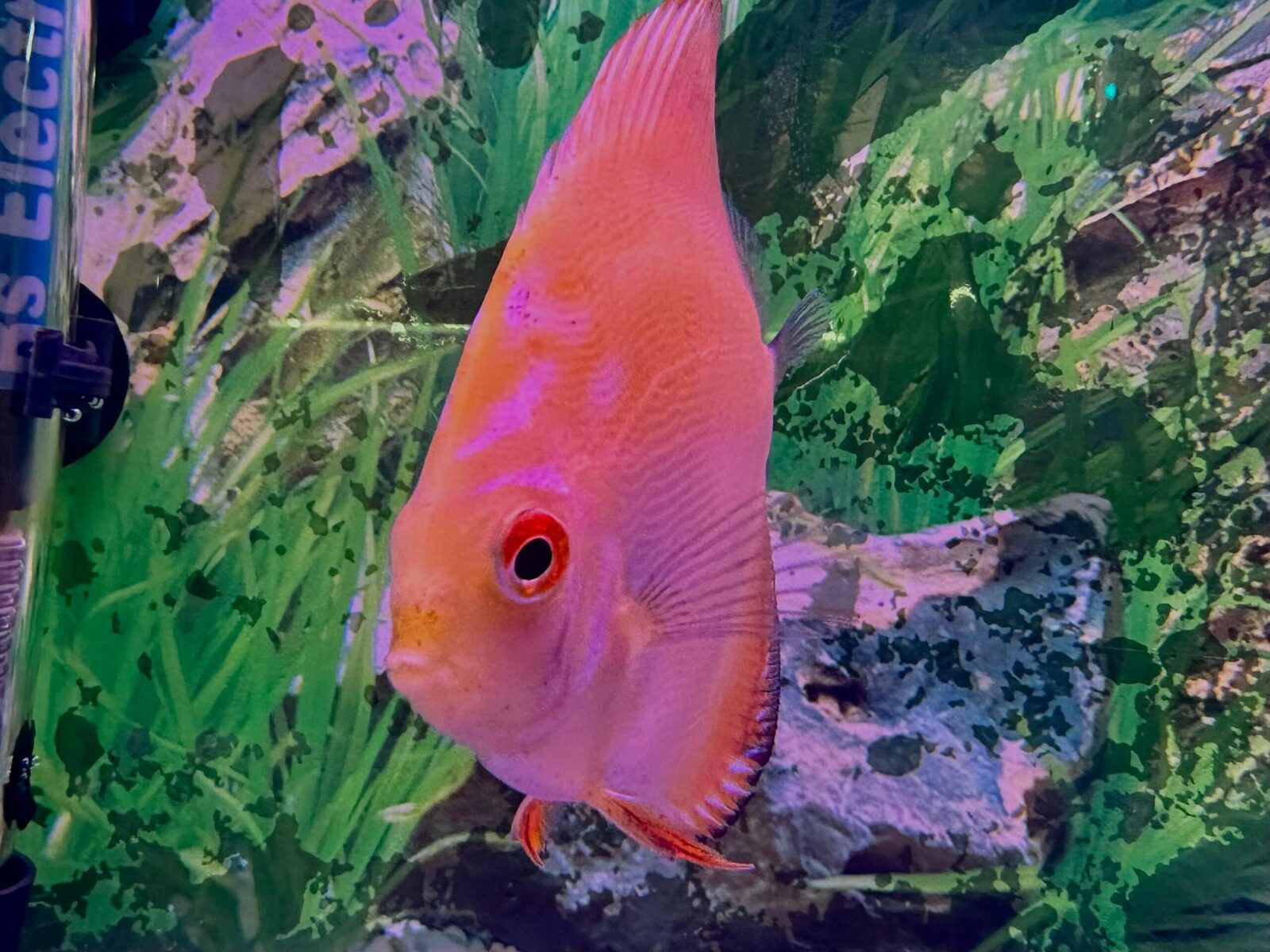 Yellowcrystaldiscus