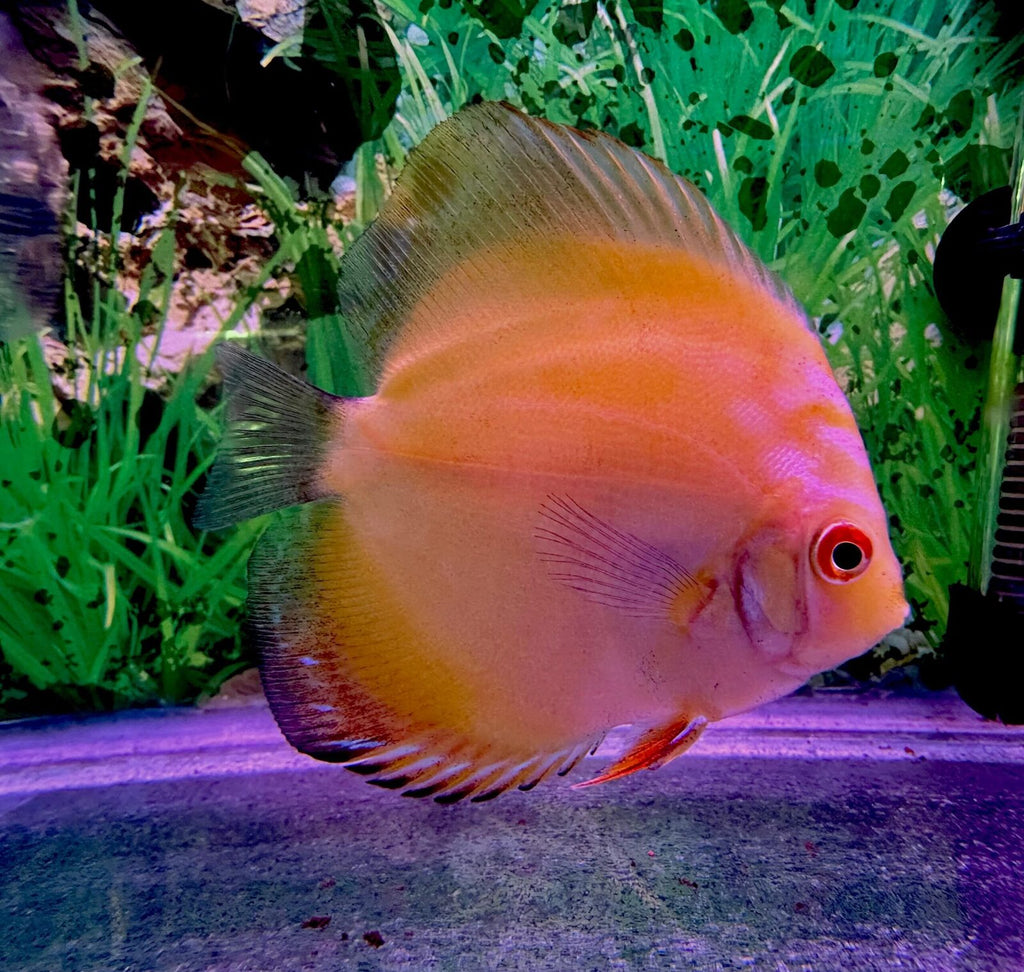 Yellowcrystaldiscus