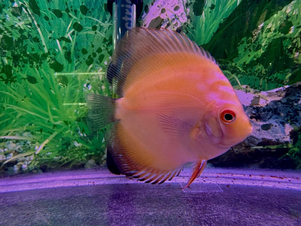 Yellowcrystaldiscus