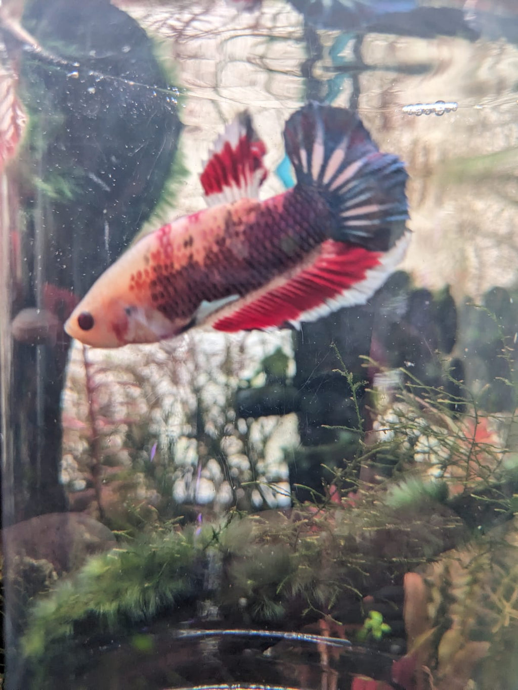 Fullmoon betta 500