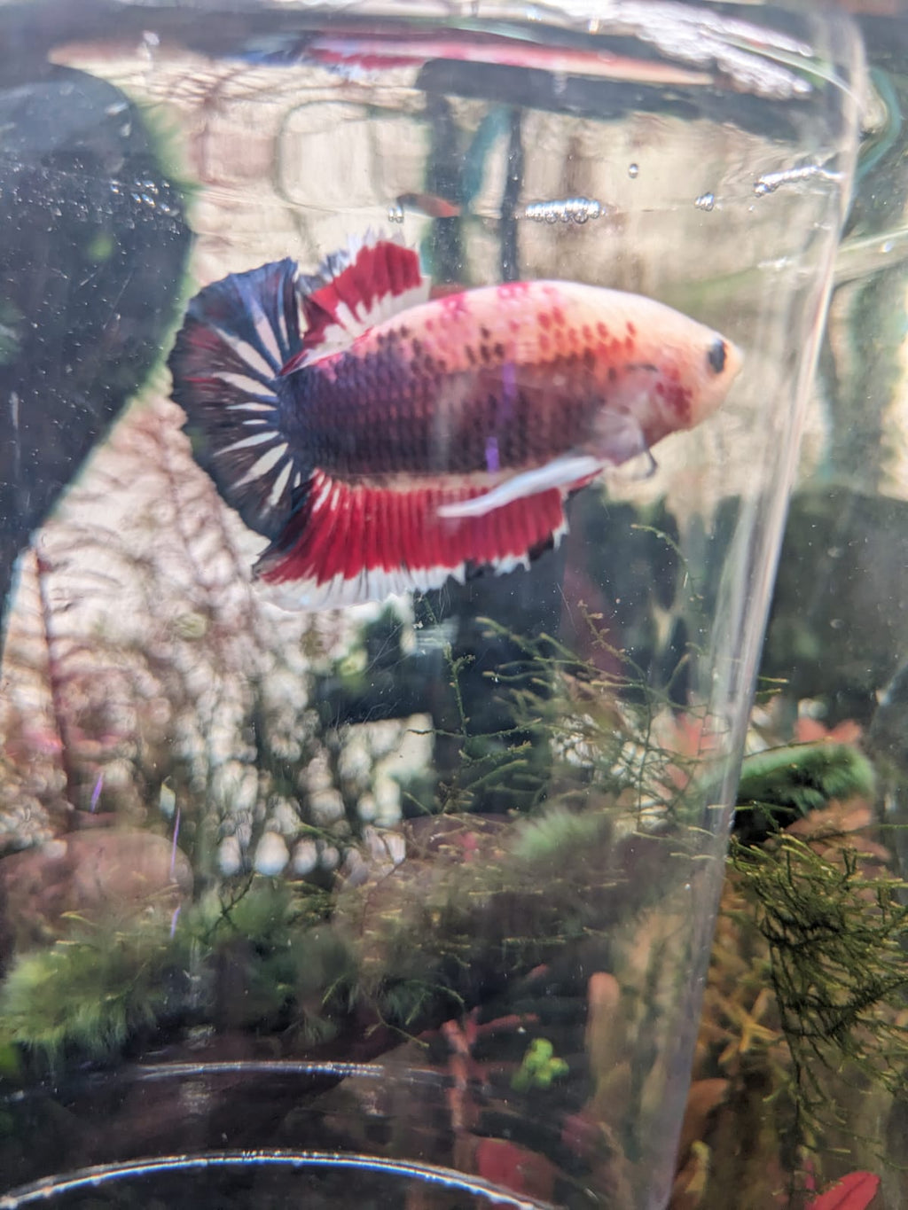Fullmoon betta 500