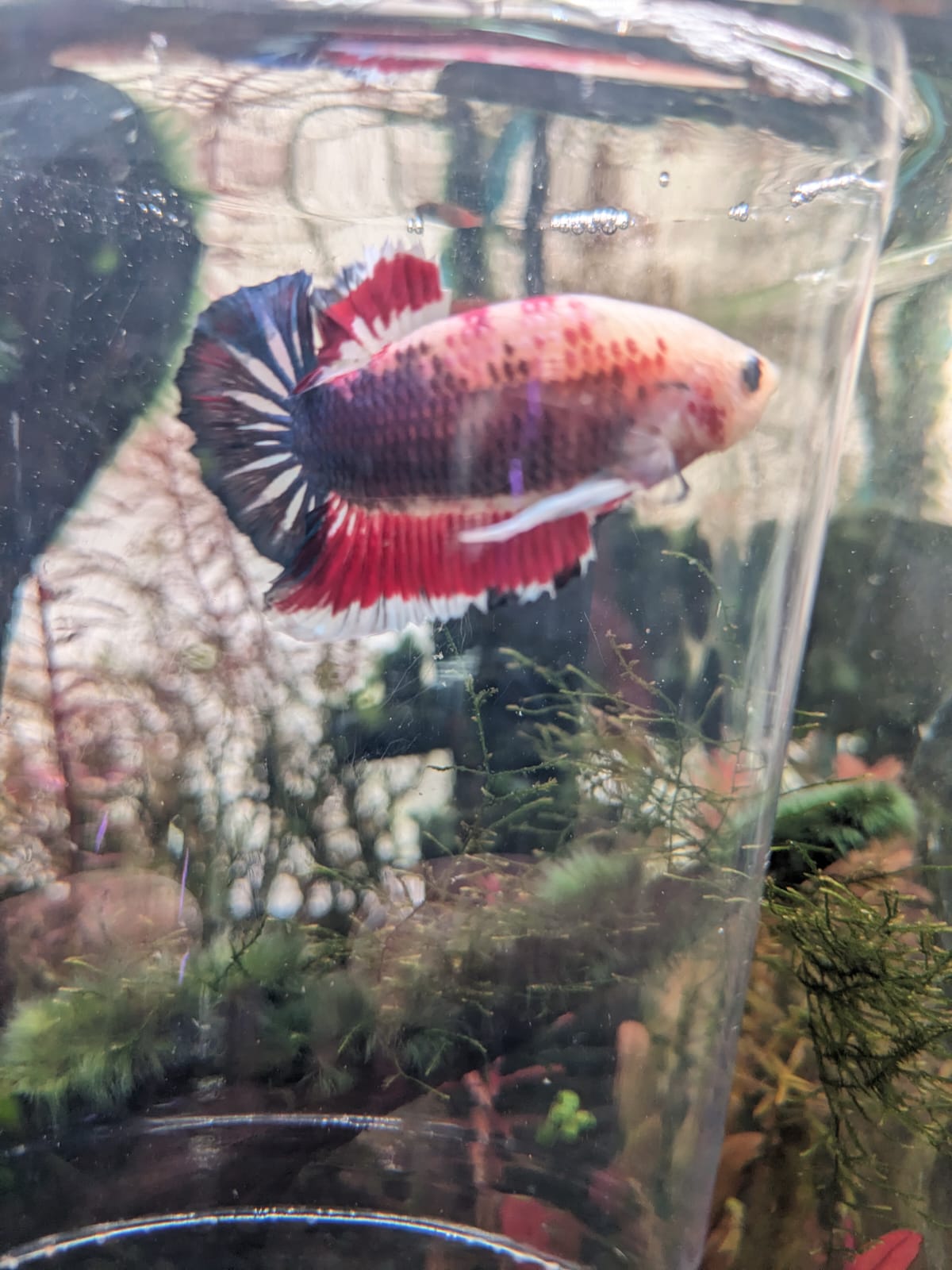 Fullmoon betta 500
