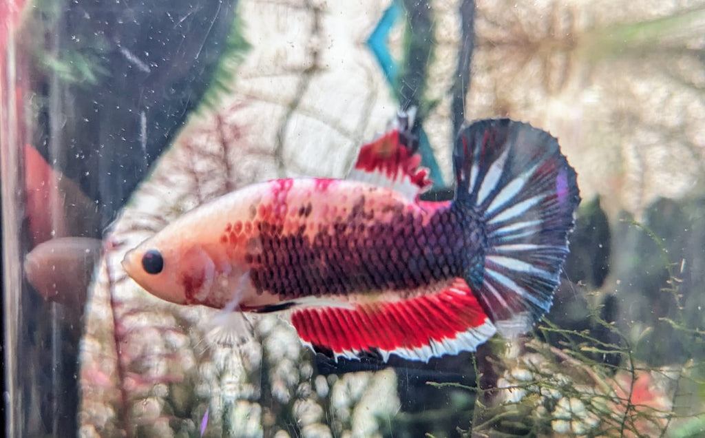 Fullmoon betta 5