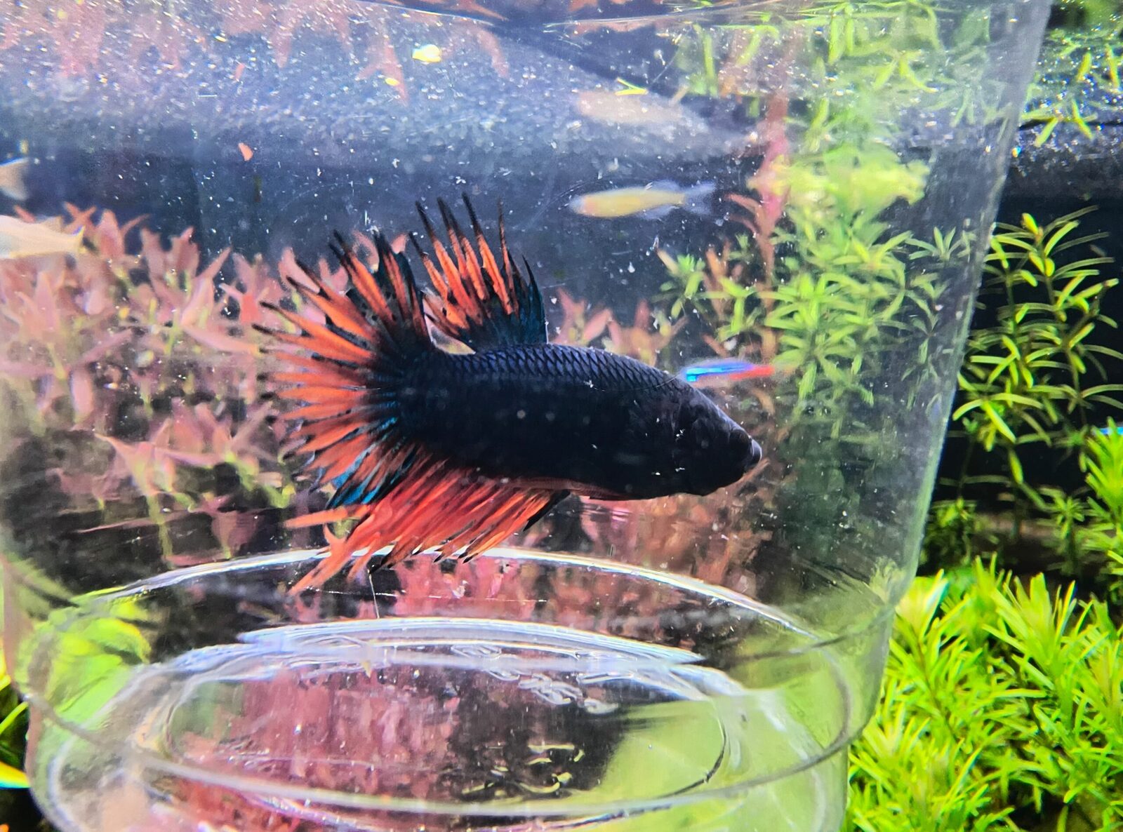 Plakat/ Nemo Candy Betta - Male – Splashy Fin Aquarium Bengaluru