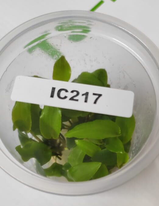 IC217