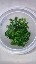 Bolbitis hetroclita 'difformis