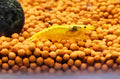 Golden yellow back shrimps