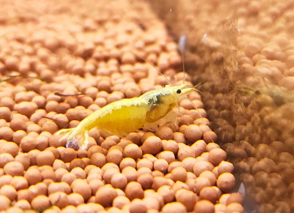 Golden yellow back shrimps