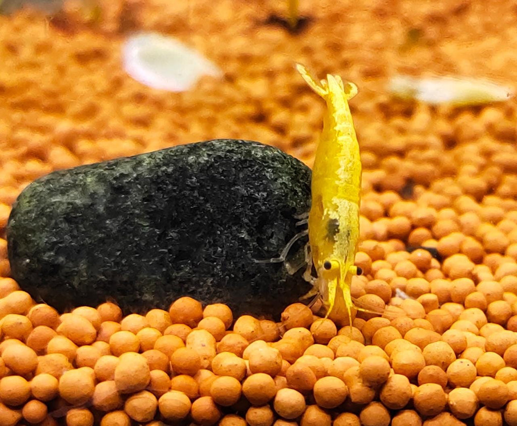 Golden yellow back shrimps