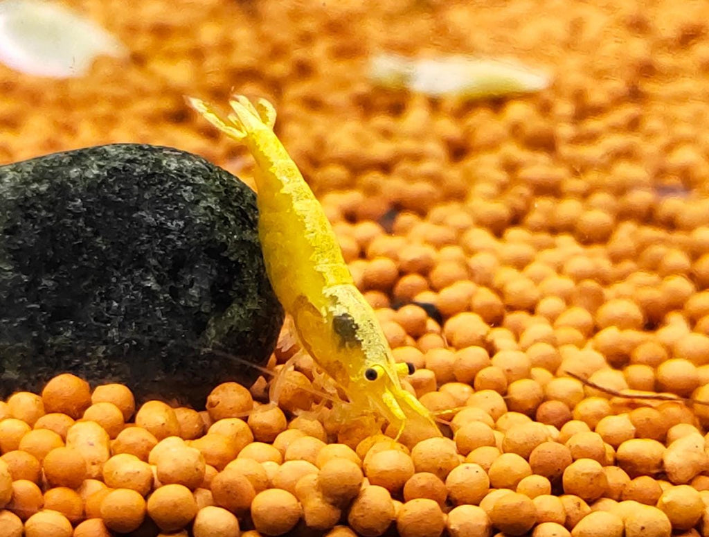 Golden yellow back shrimps