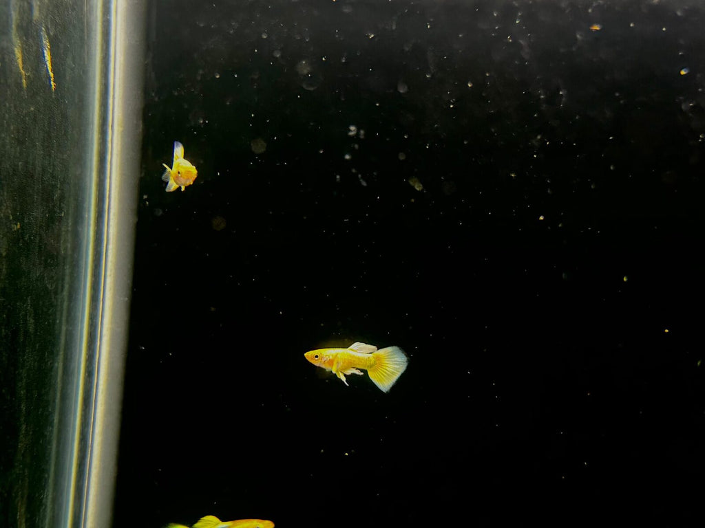 gold guppy