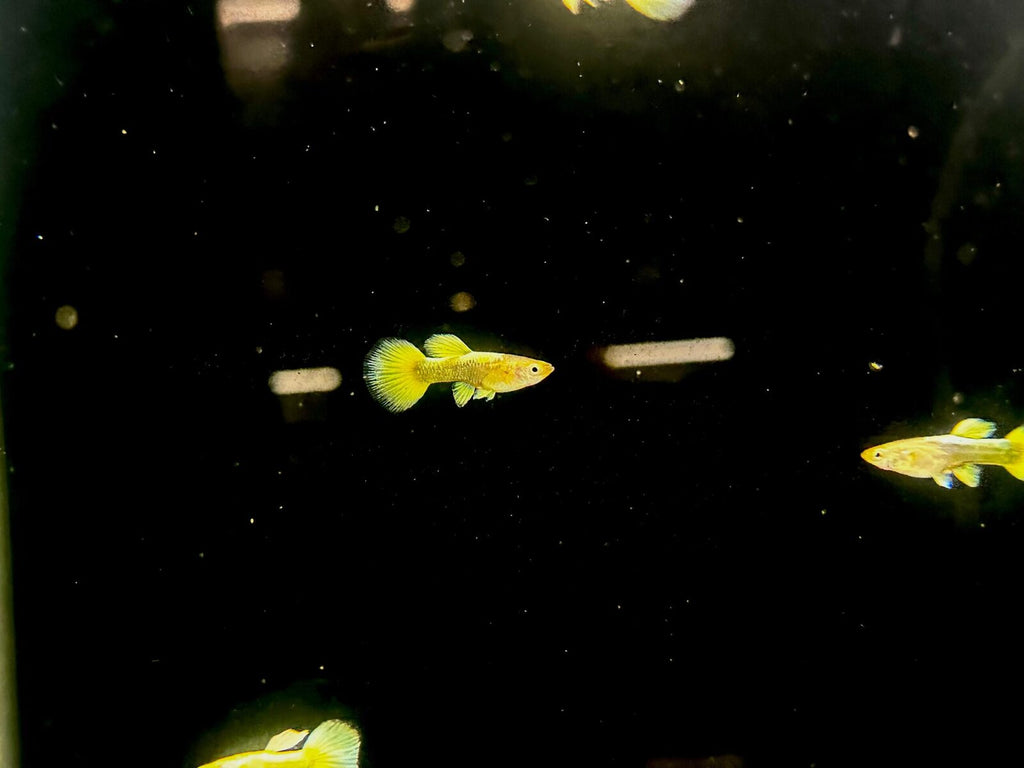 gold guppy