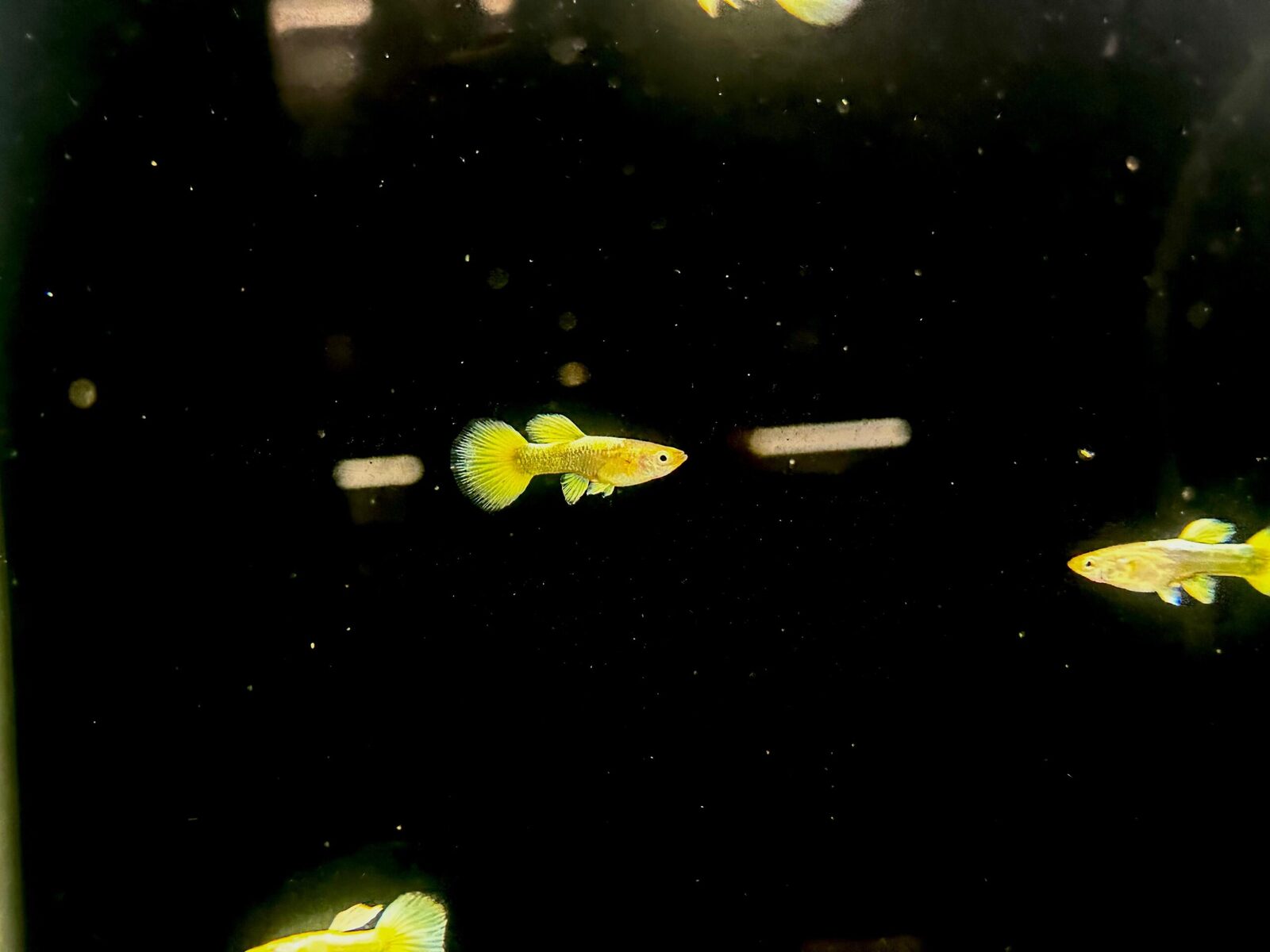 gold guppy