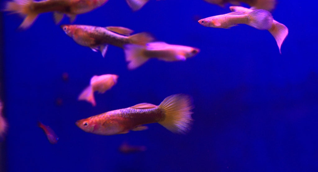 Golden Guppy Pair (1)