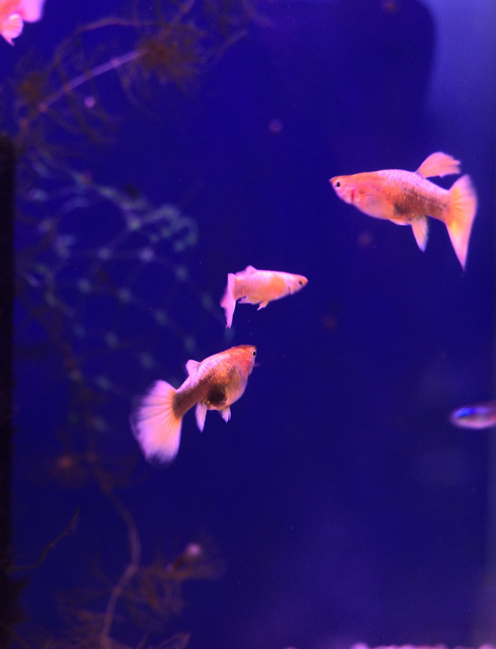 Golden Guppy Pair (2)