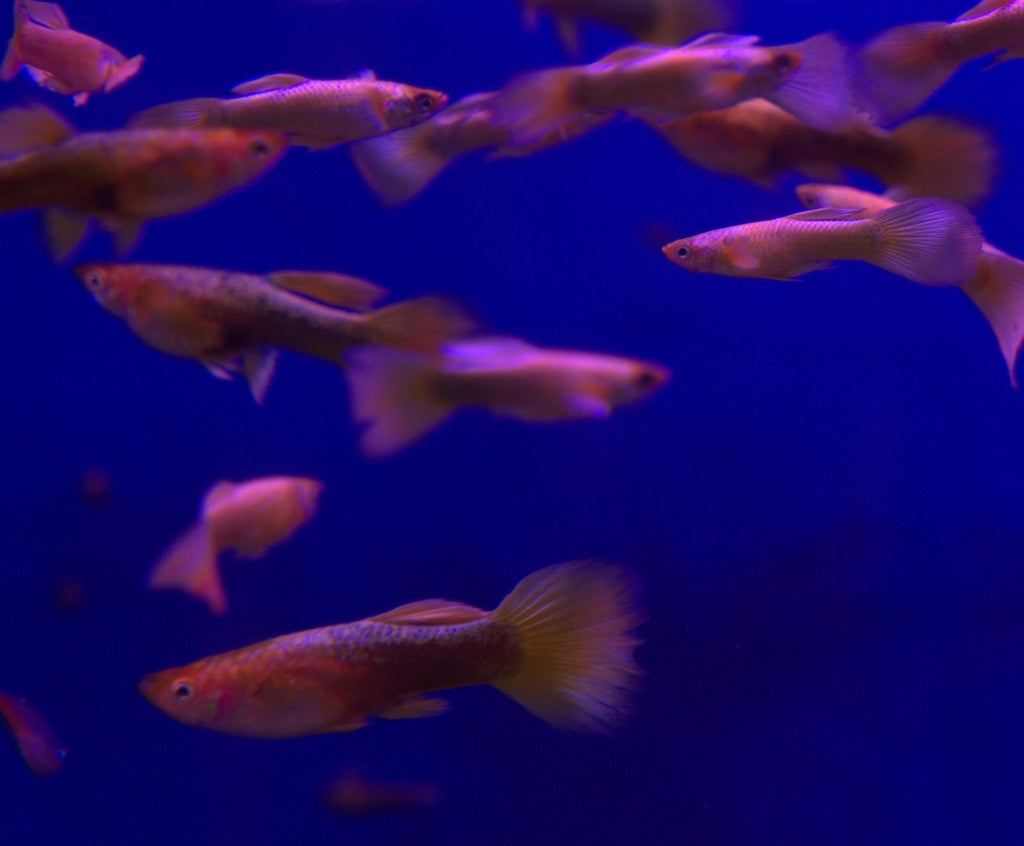 Golden Guppy Pair (3)