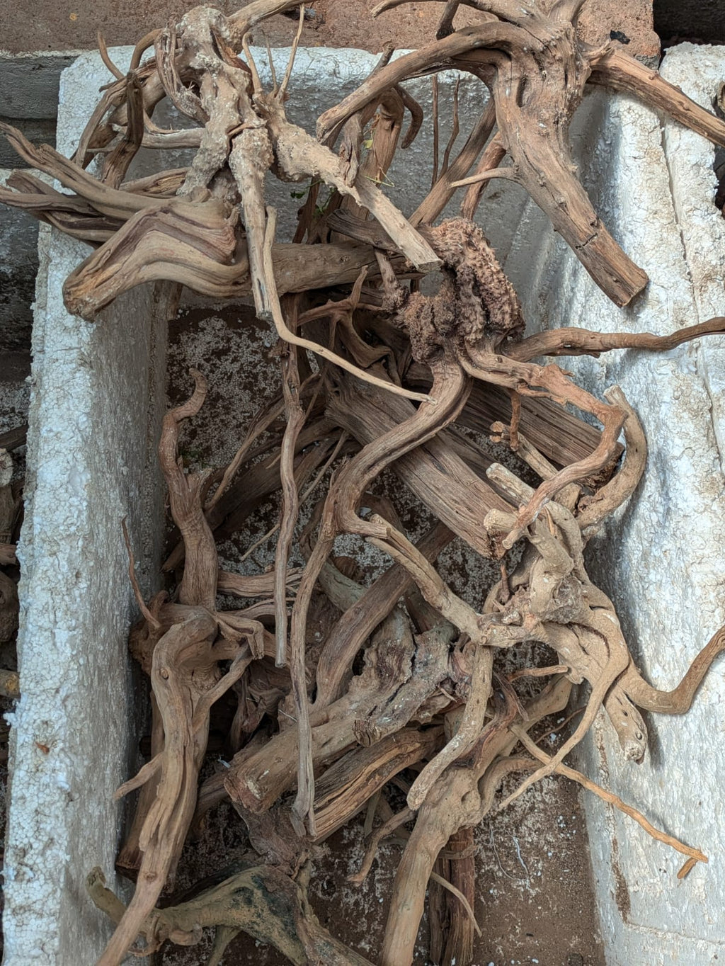 Malaysian