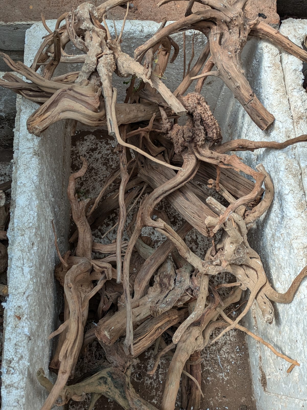 Malaysian