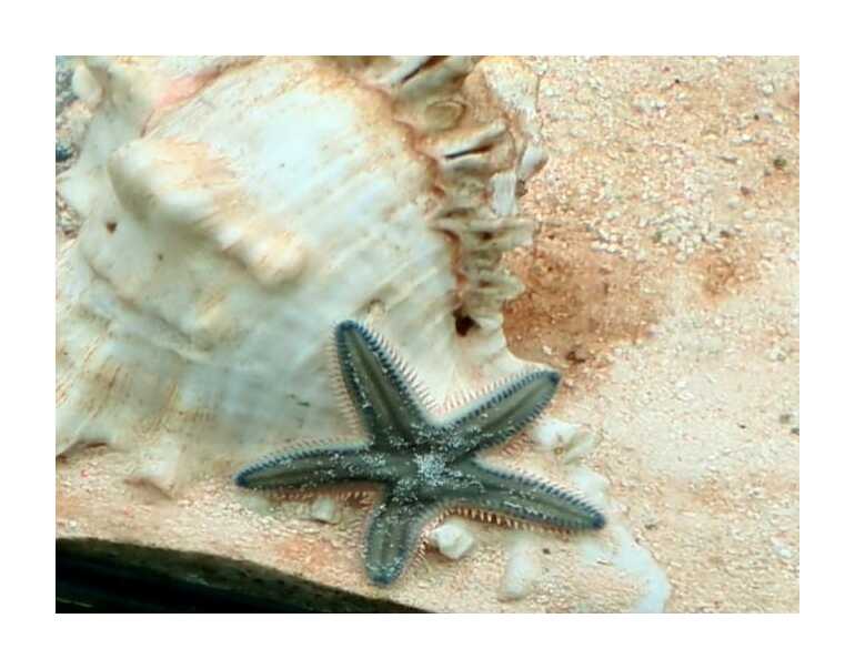Sand star (1) (1)
