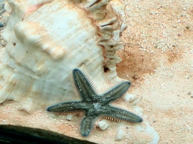 Sand star (1)
