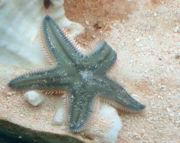 Sand star
