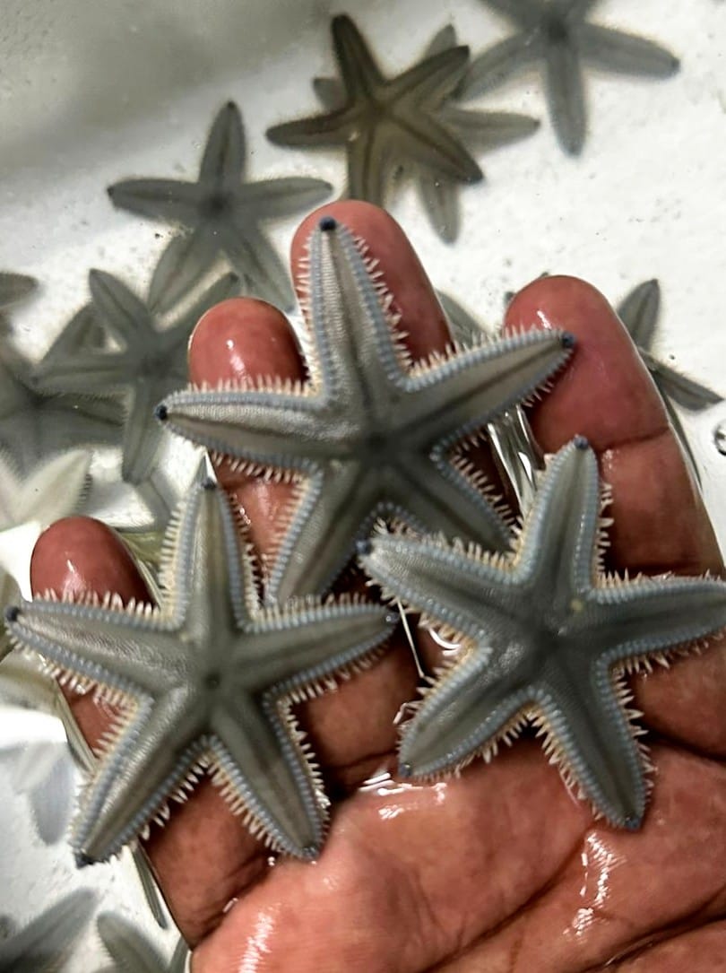 Sand Star Shell Sand Shifting Starfish – Splashy Fin Aquarium Bengaluru
