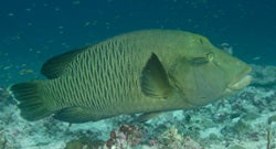 napoleon wrasse