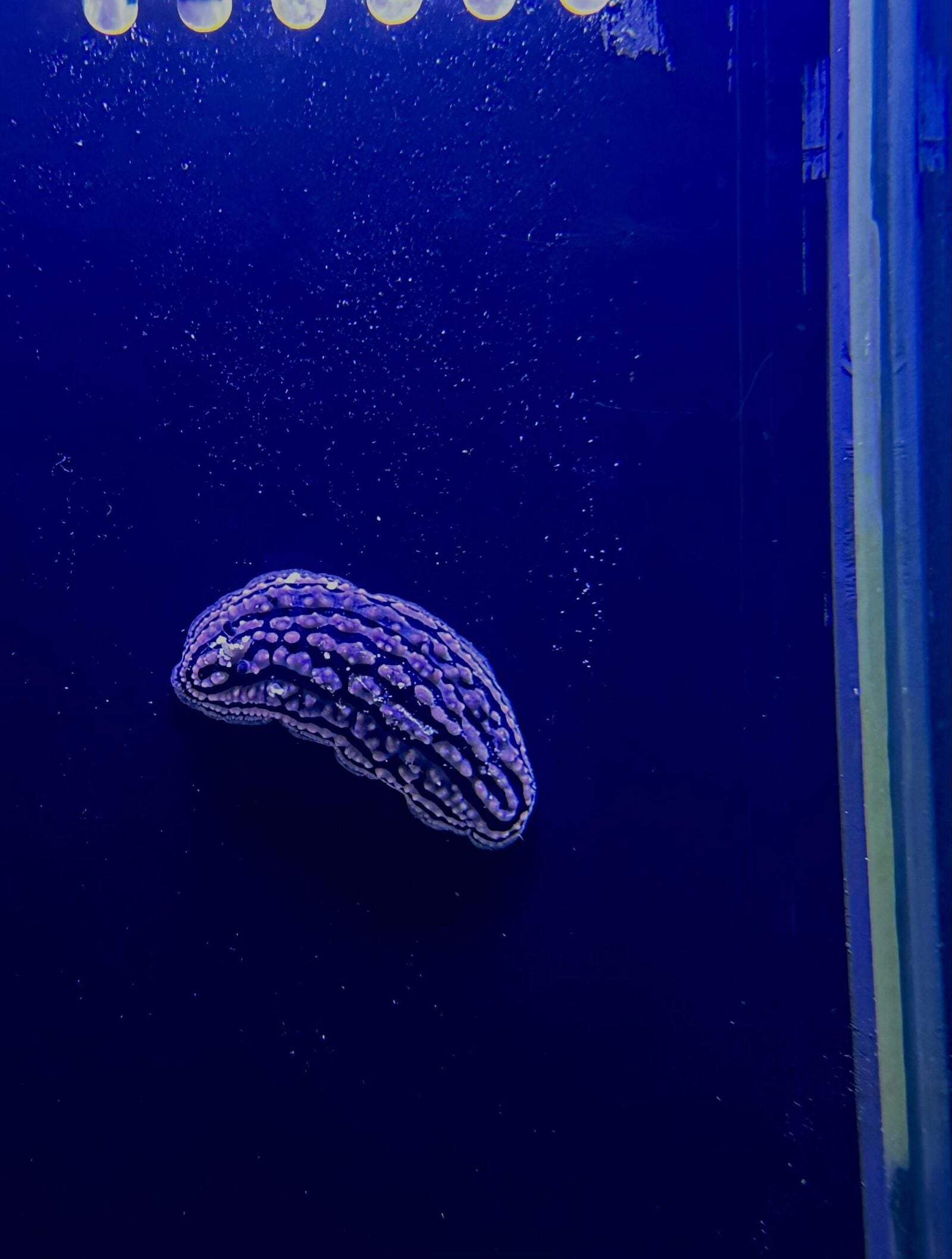 Slug