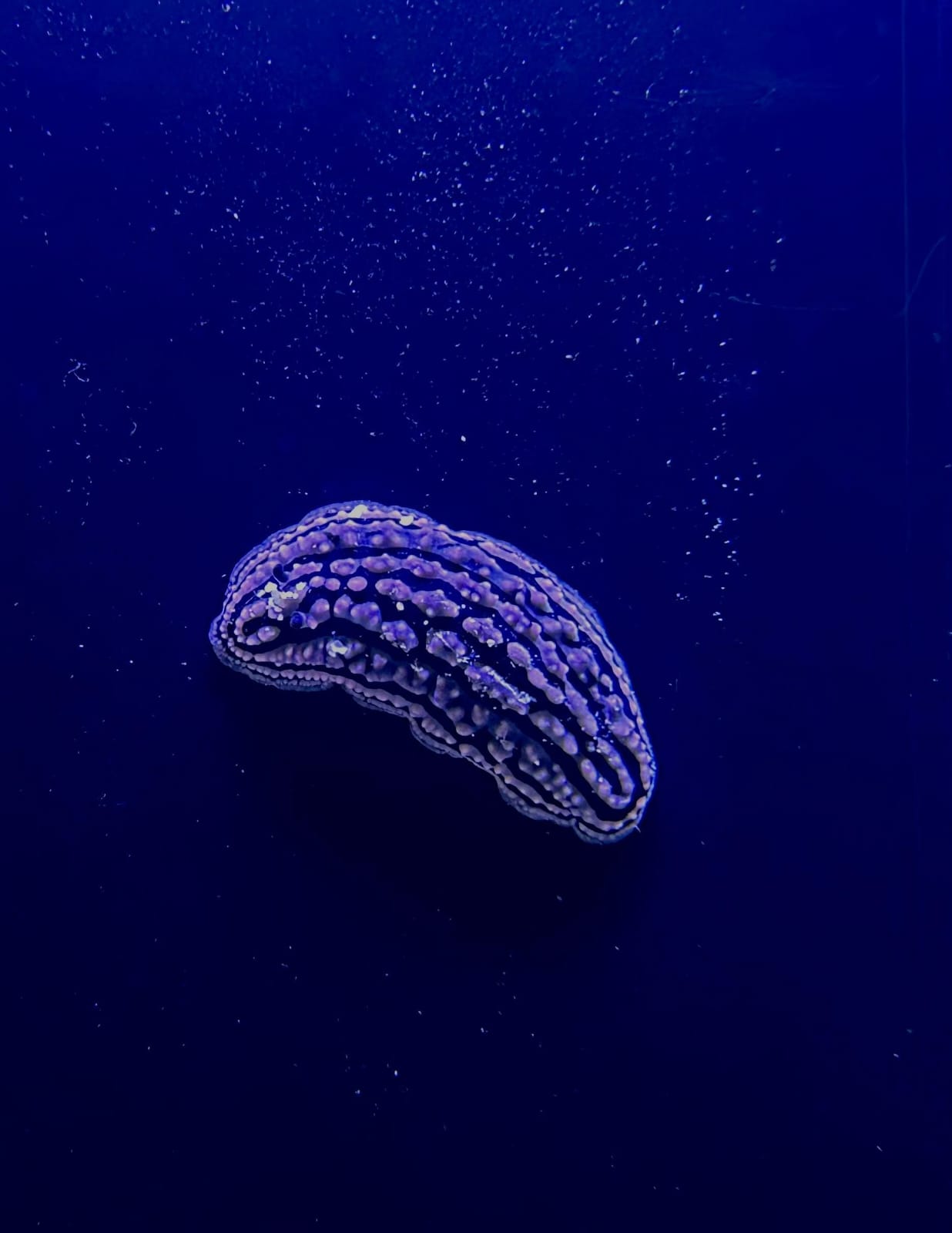 Slug