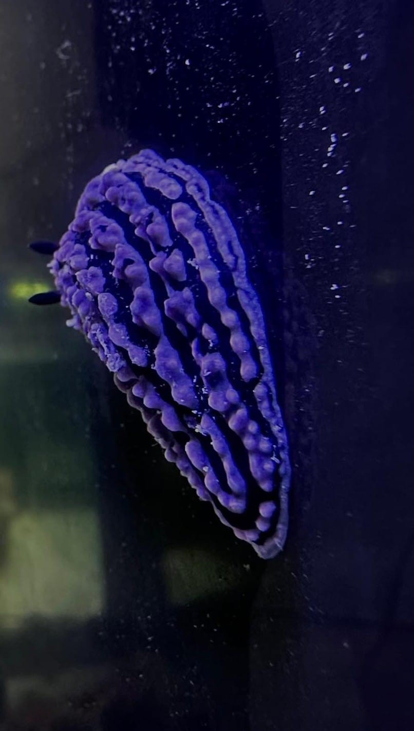 Slug