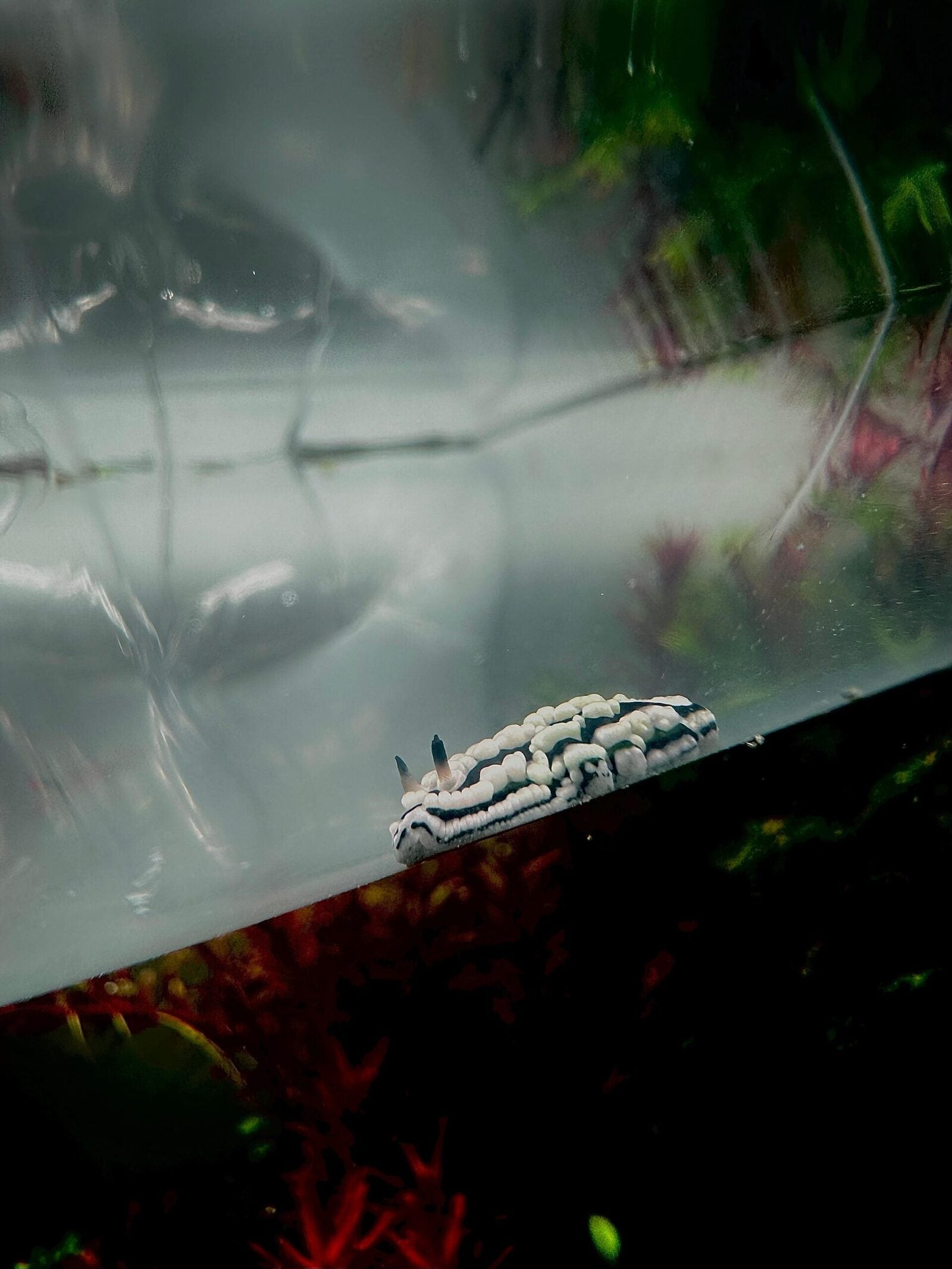 slug_new (1)