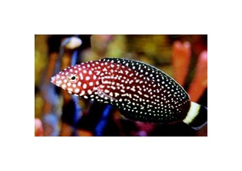 spotted-wrasse (4)