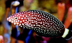 spotted wrasse