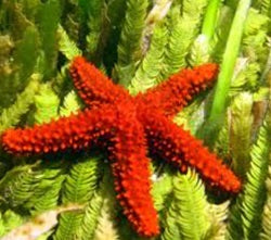 redthornstar