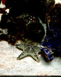 chocostar