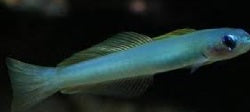 greendartfish