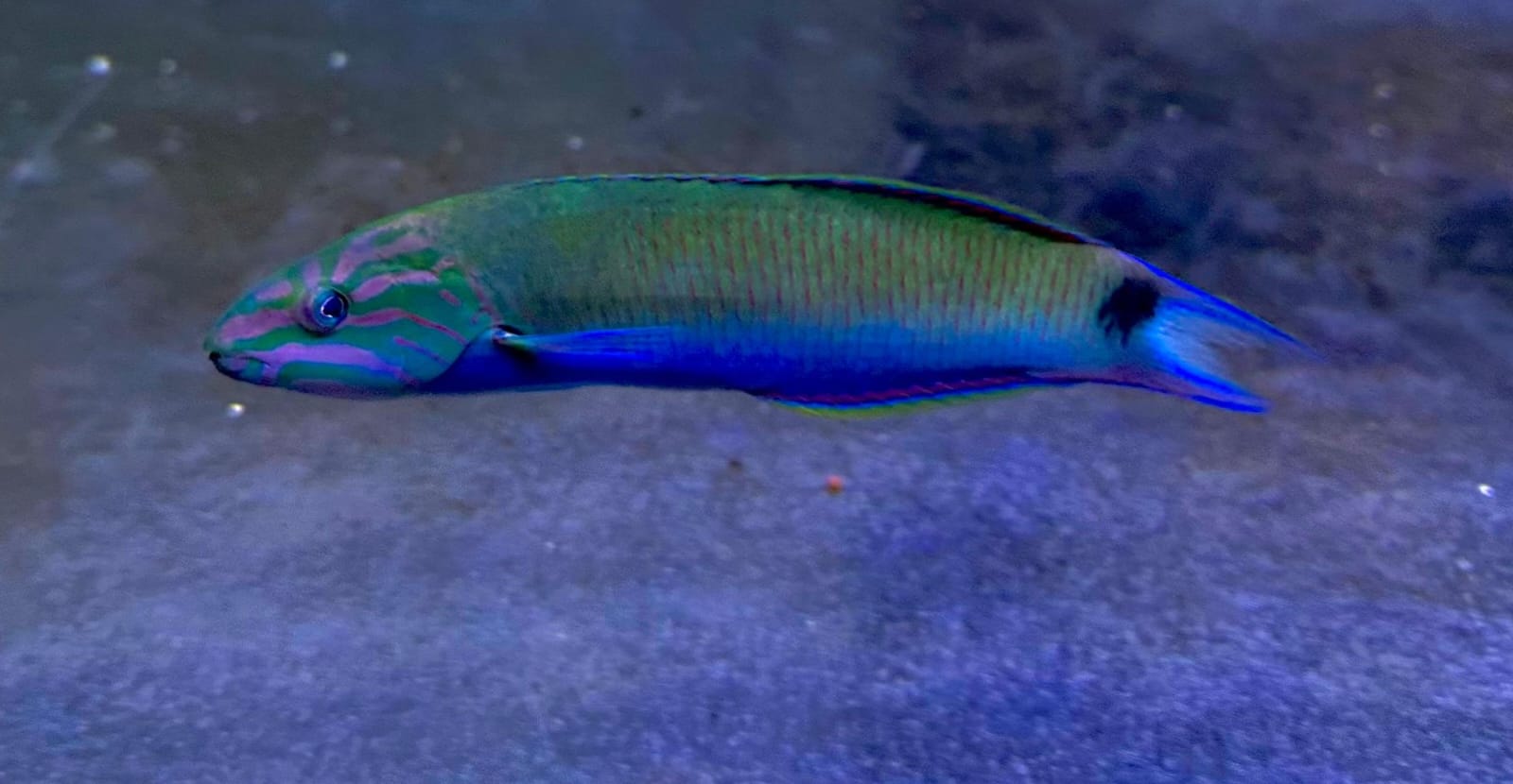 Moon wrasse