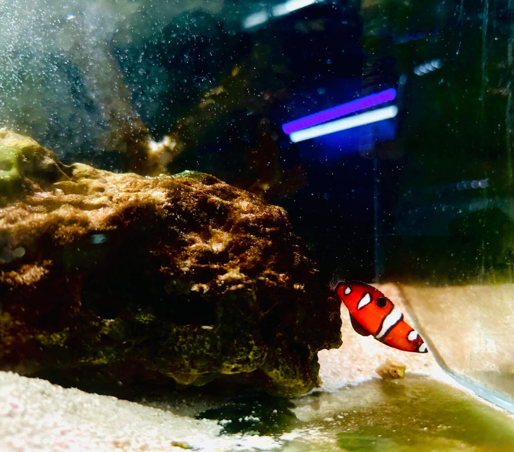 Clown wrasse (1)