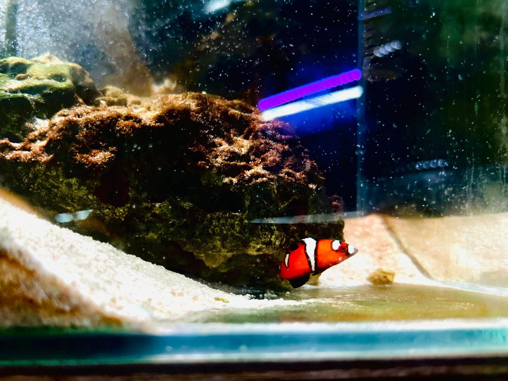Clown wrasse