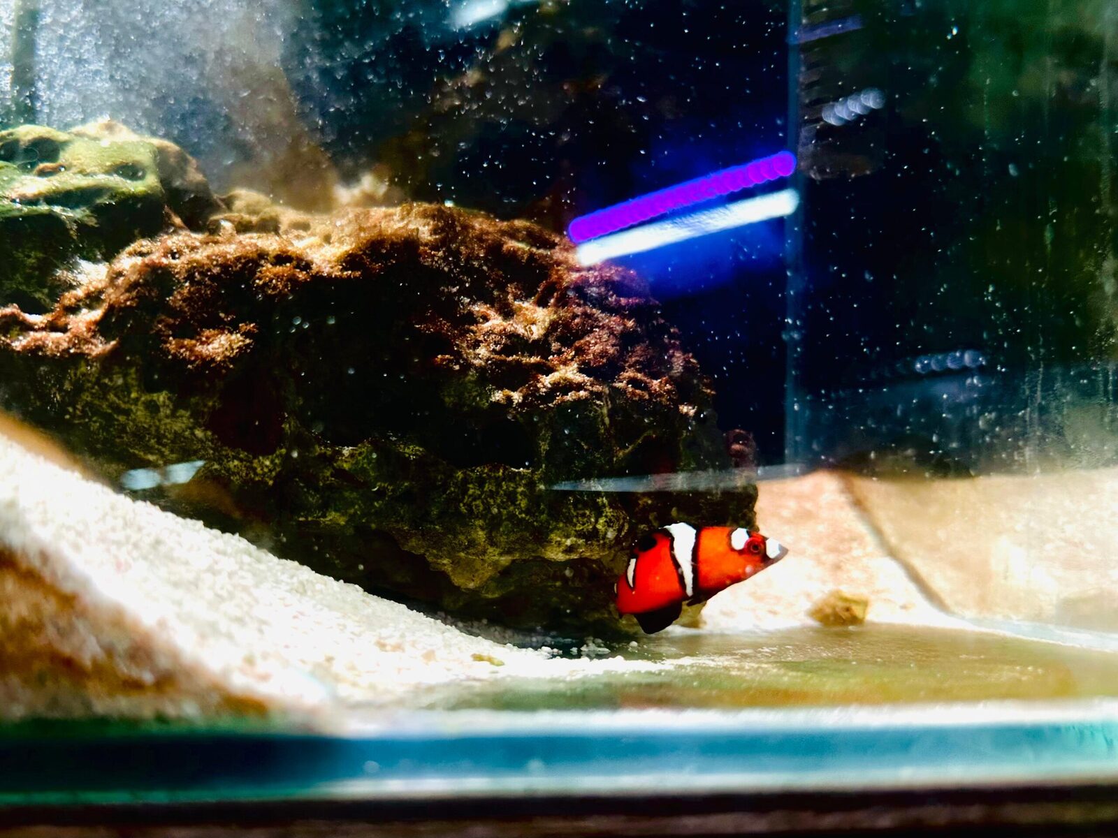 Clown wrasse