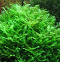 Pelia Moss Pack - A25B