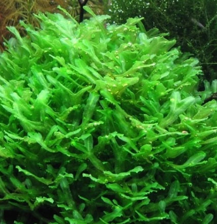 Pelia Moss Pack - A25B