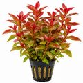 Ludwigia Sphaerocarpa - AP368