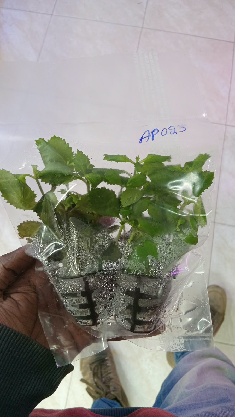 Hygrophila difformis Variegated – AP023
